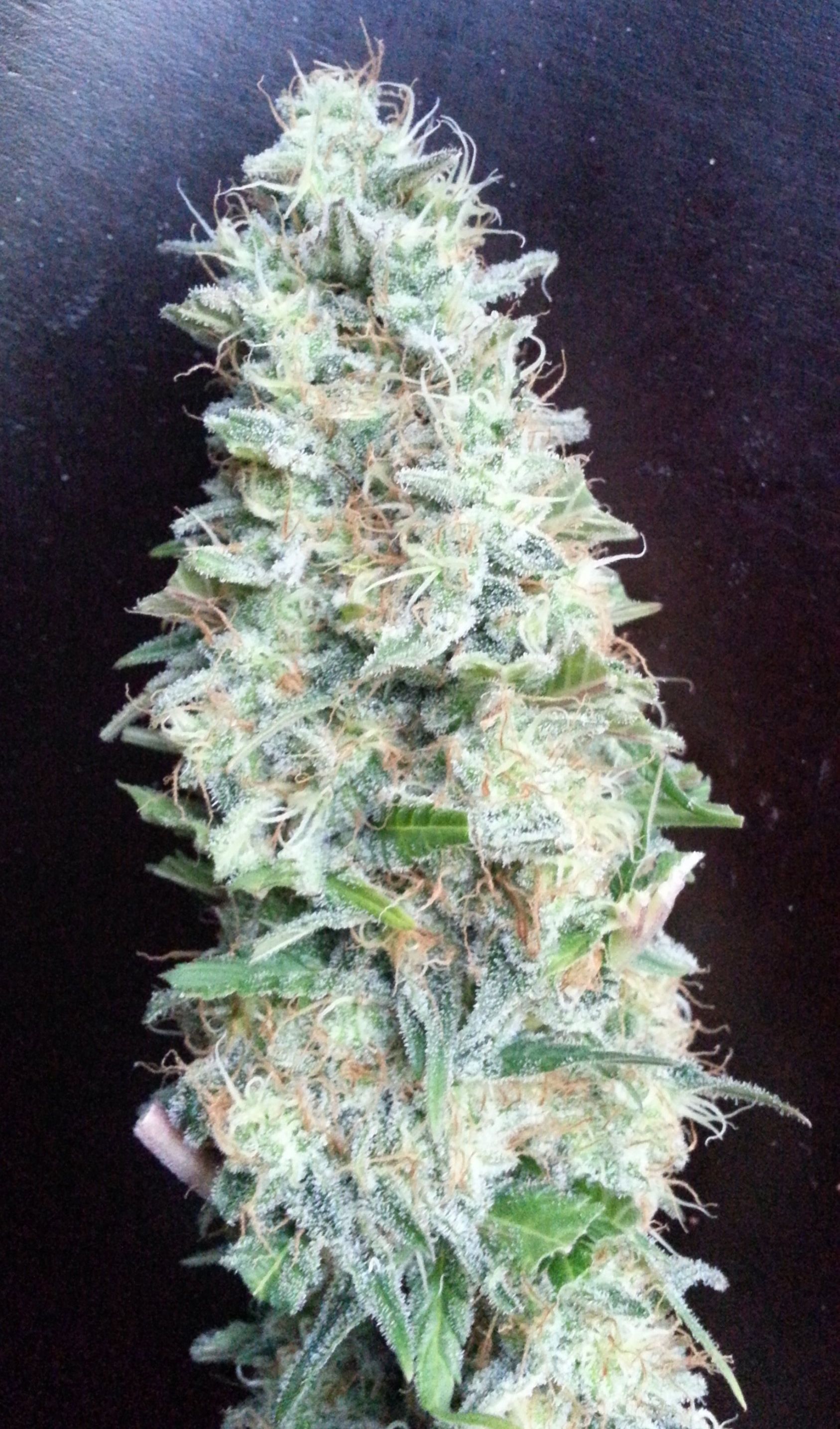 Black Domina