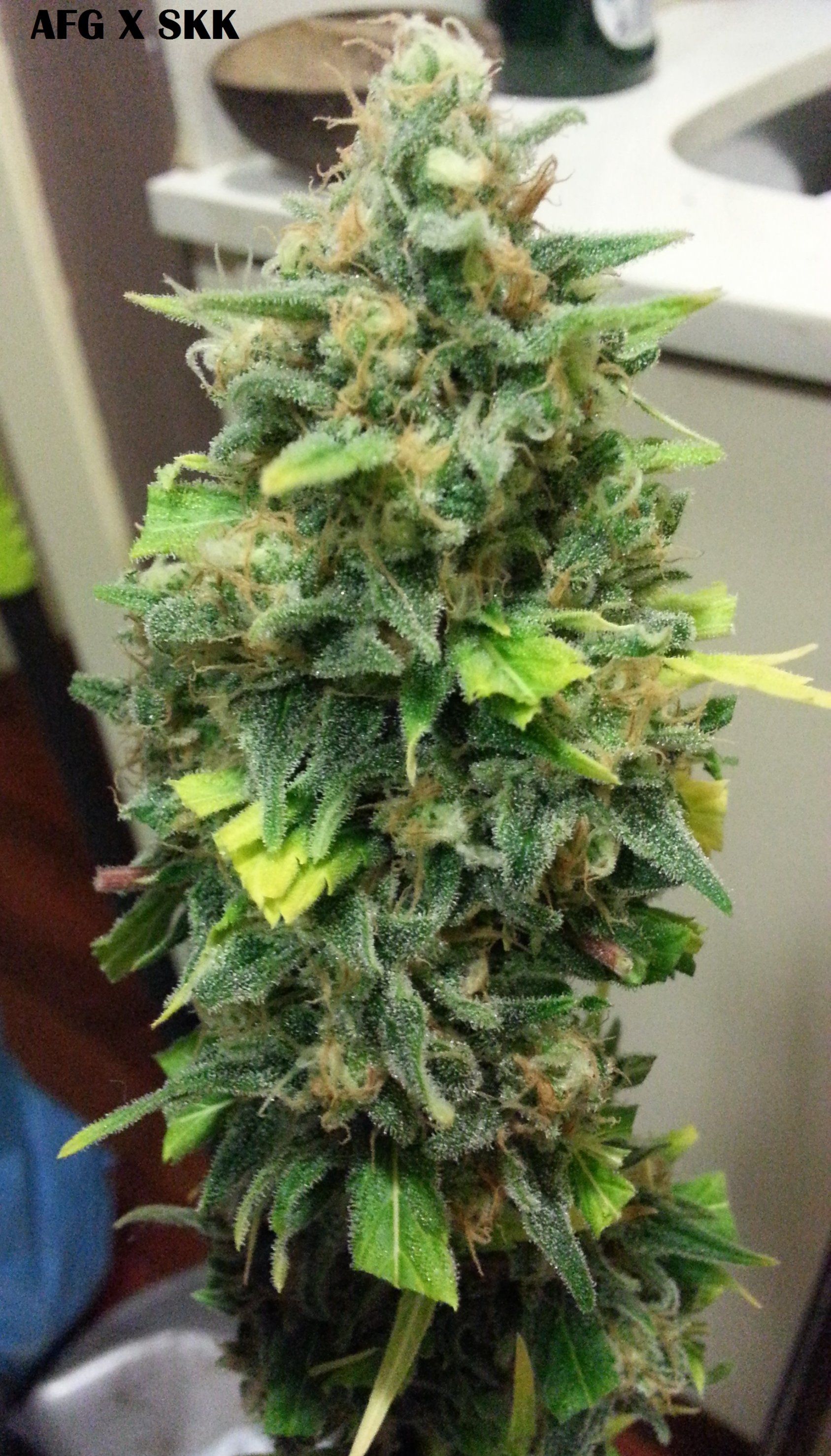 afghan