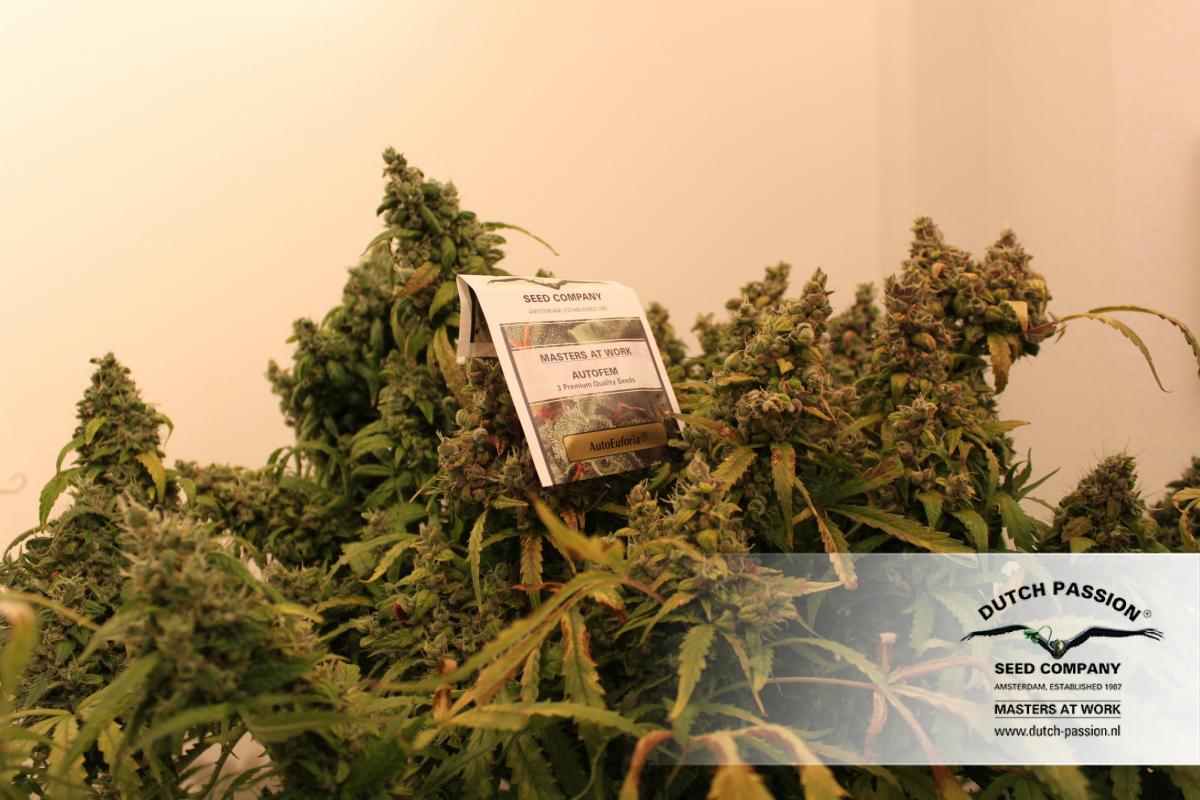 Auto Euforia® - strain - Dutch Passion