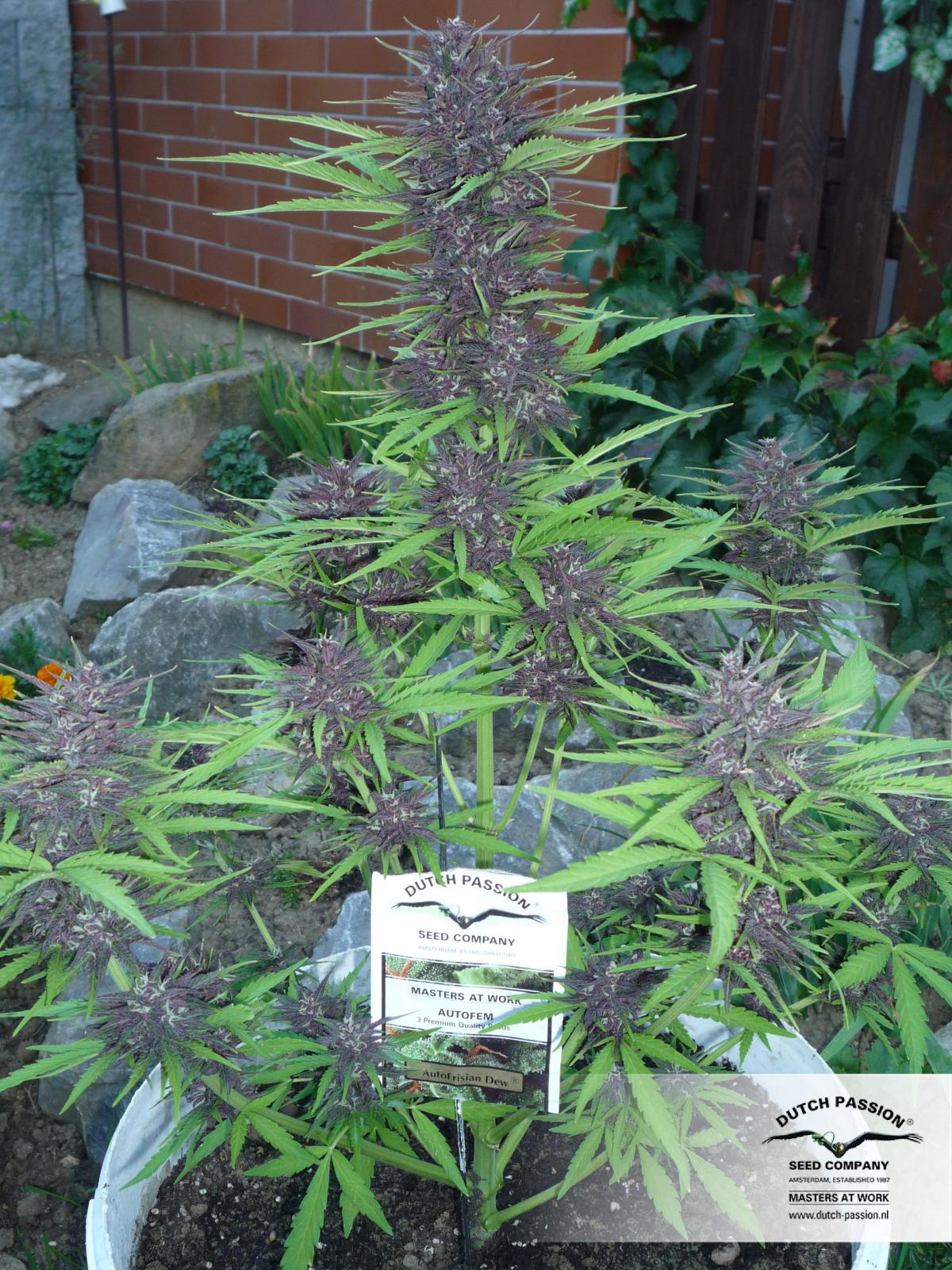 Auto Outdoor