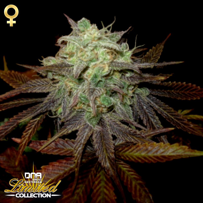 Buy LA Confidential Strain Seeds Online - Weed Seeds USA