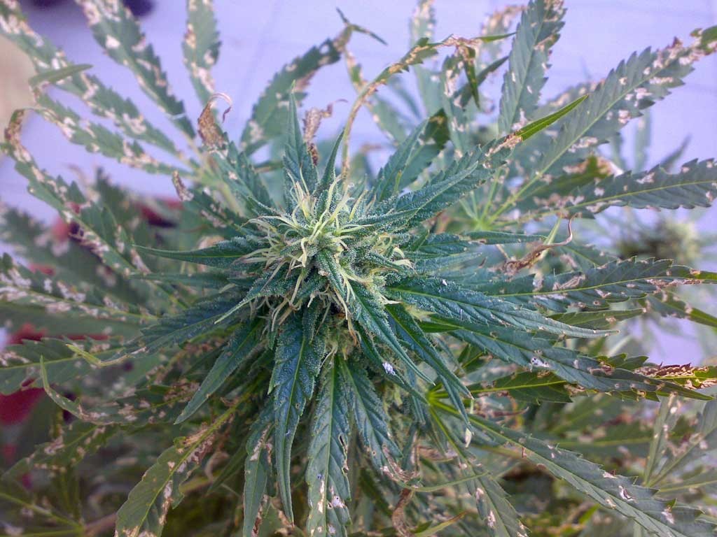 Ruderalis Indica regular - strain - Sensi Seeds | Cannapedia1024 x 768