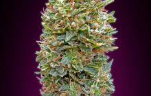 Auto Bubble Gum by 00 Seeds