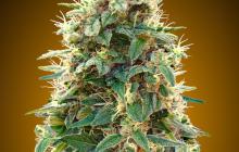 Auto 00 Cheese by 00 Seeds