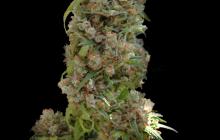 Great marijuana strain White spanish by VIP Seeds - Cannapedia - Výborná odrůda marijuany White Spanish od VIP Seeds