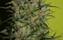 Konopná odrůda African Free od seedbanky Eva Seeds