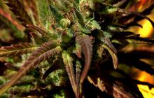 Cannapedia: odrůda High Level od Eva Seeds 