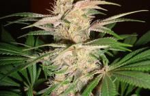 Cannapedia.cz: Pink Plant by Eva Seeds