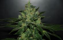 Cannapedia: Critical Jack Herer auto od seedbanky Delicious Seeds