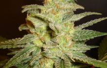 Cannapedia.cz: Big Bud