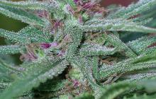 Cannapedia.cz: Panama od Ace Seeds