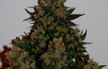 Odrůda konopí Tutankhamon Auto od Pyramid Seeds na Cannapedia.cz