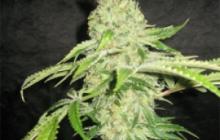 Auto Northern Lights by Pyramid Seeds on Cannapedia