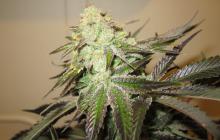 Cannapedia.cz: 818 Headband aka Sour OG od The Cali Connection