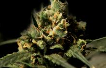 Cannapedia.cz: Citral Skunk od Bulldog seeds / Citral Skunk by Buldog Seeds seedbank
