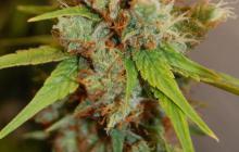 Cannapedia: Konopná odrůda Caramella od seedbanky Homegrown Fantaseeds