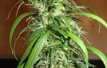 Velmi oblíbená konopná odrůda Haze od Homegrown Fantaseeds na Cannapedia.cz / Cannapedia.cz presents popular marijuana strain Haze by Homegrown Fantaseeds
