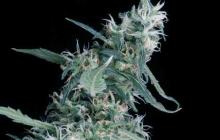 Arjan’s Ultra Haze od Green House Seeds na Cannapedia.cz