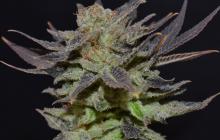 Odrůda marihuany Auto Lavender od CBD Seeds na Cannapedia.cz