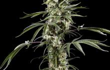 Cannapedia.cz: Super Lemon Haze od Green House Seeds skvělá odrůda konopí