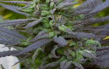 Cannapedia: Biddy Early odrůda konopí od Serious Seeds