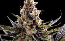 Cannapedia: semena marihuany 24K Gold od DNA Genetics / Marihuana seeds 24K Gold by DNA Genetics