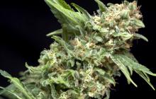 Alpujarrena by Pyramid Seeds on Cannapedia.cz / Cannapedia.cz, největší databáze konopných odrůd, vše na jednom místě!