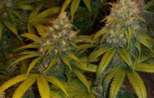 Samonakvétací skunk Super Skunk Auto od Sensi Seeds na Cannapedia.cz