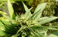 Arjan’s Strawberry Haze od Green House Seeds na Cannapedia.cz