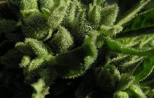 Aced Erdpurt od Seedbook na Cannapedia.cz