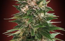 Kaya 47 by Advanced Seeds
