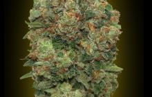 Auto Critical Soma by Advanced Seeds