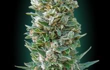 Auto Heavy Bud by Advanced Seeds