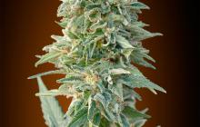 Auto Jack Herer by Advanced Seeds