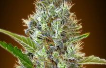 Auto Somango by Advanced Seeds