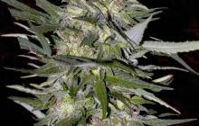Jack Plant by Advanced Seeds