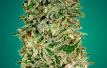 Shark Widow CBD by Advanced Seeds