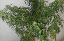 Autoflower Haze konopná odrůda od seedbanky Seedbook na Cannapedia.cz