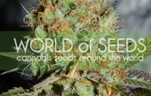 Afghani Kush Special od World of Seeds na Cannapedia.cz
