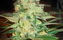 Afghan Kush x White Widow by World of Seeds