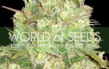 Cannapedia: Afghan Kush x Yumbolt konopná odrůda od World of Seeds