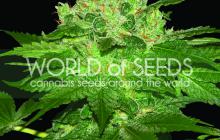 Afghan Kush od World of Seeds a další konopné odrůdy na Cannapedia.cz