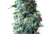 Cannapedia: Konopná semena Afghan Kush od seed banky White Label