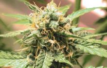 Konopná odrůda Afghani od seedbanky Homegrown Fantaseeds