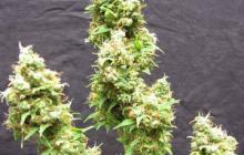 Cannapedia: odrůda Afghanica od Flying Dutchman