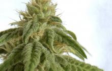 Cannapedia: Afrodite odrůda od Kannabia