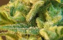 Cannapedia: Konopná odrůda Afrodite Max Auto