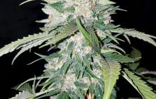 AK Full Auto by Sumo Seeds