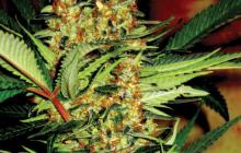 Amajikoym_SuperStrainS