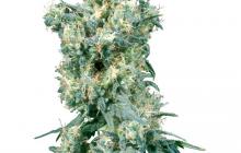 Cannapedia konopná encyklopedie: American Dream od Sensi Seeds
